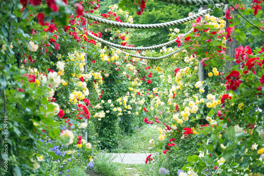 Naklejka premium バラのアーチ バラ園 小径