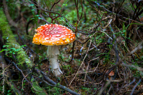 Toadstool in the forest - Slovakia