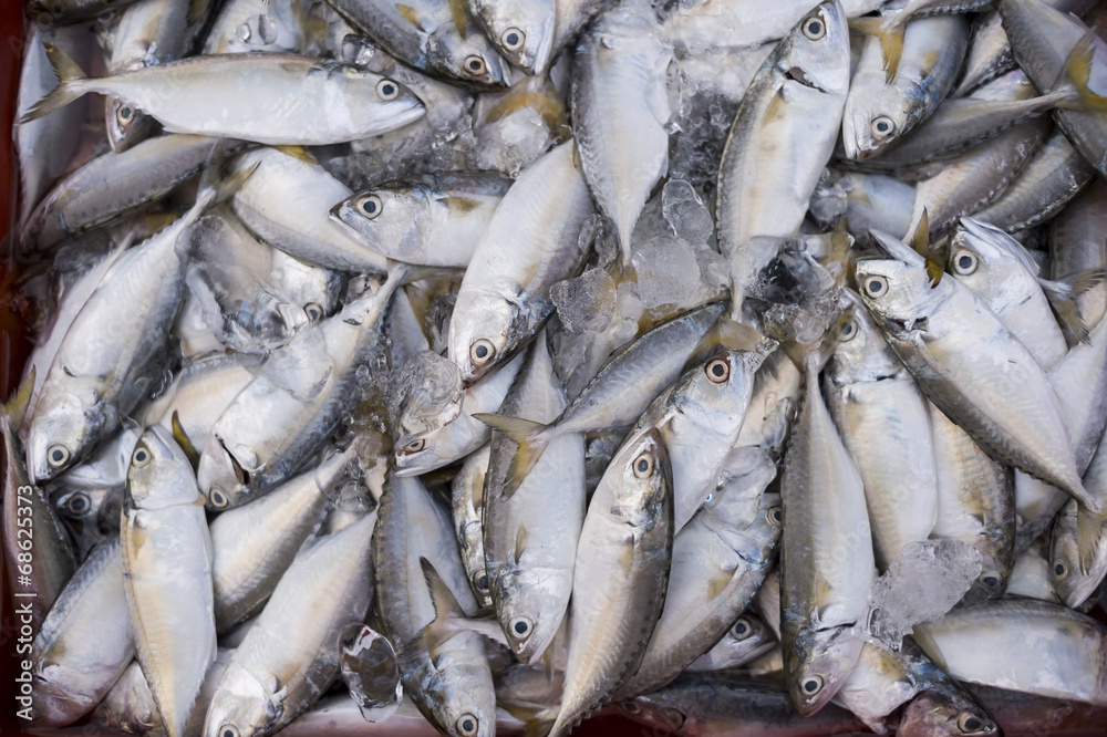 Sardine fishes