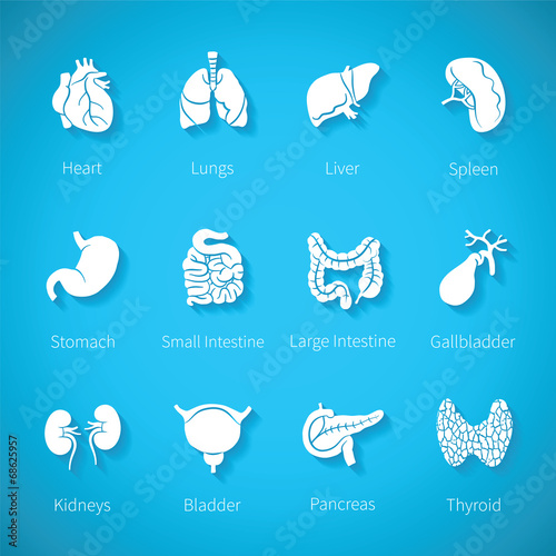 Vector icon set of human internal organs photo