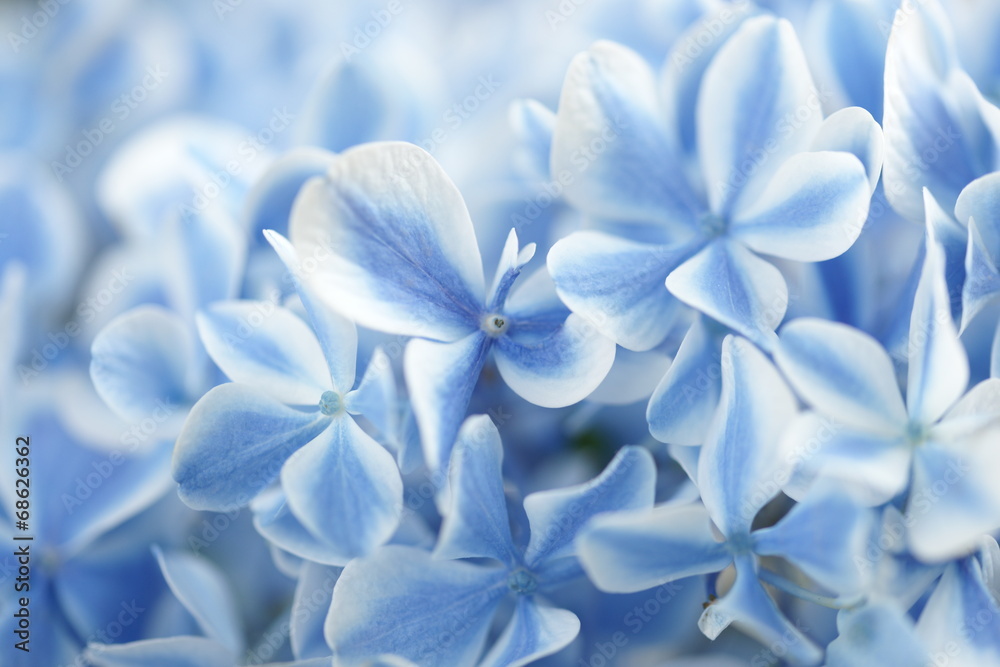 Hydrangea Hydrangea