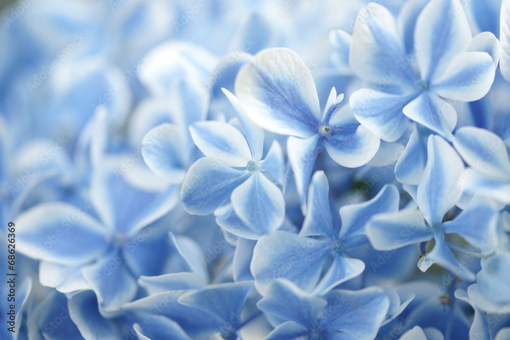 Hydrangea Hydrangea