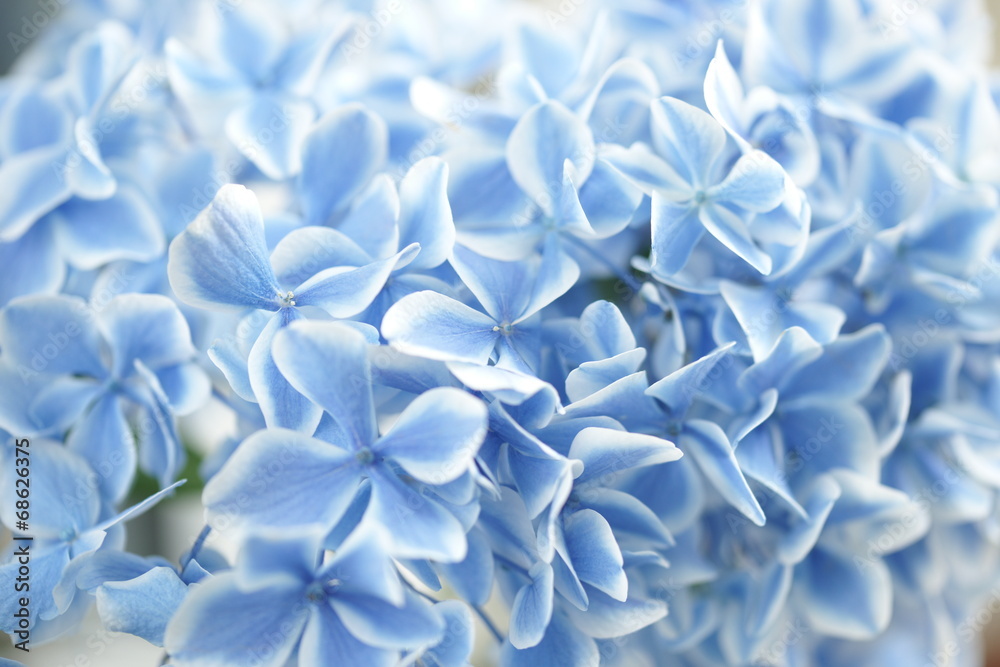 Hydrangea Hydrangea