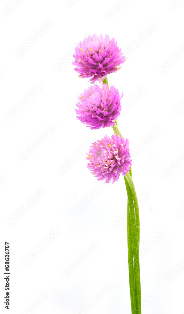 Globe amaranth Globe amaranth