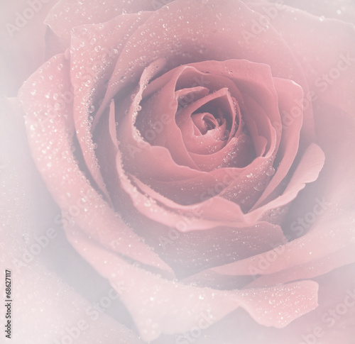 Red rose flower