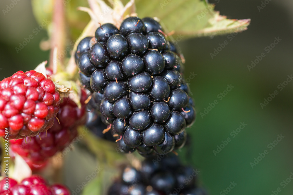 blackberries blackberries