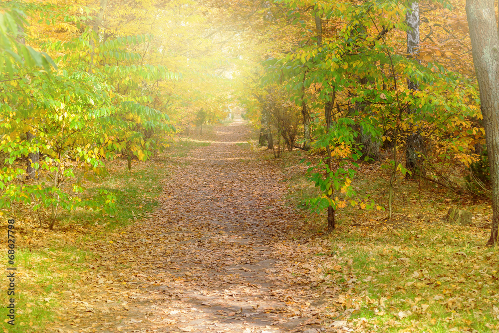 Naklejka premium fall park