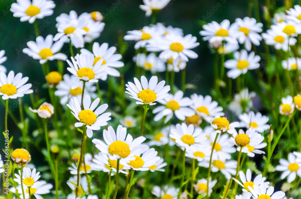 Fototapeta premium White Daisy flowers