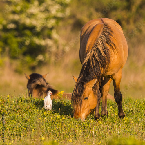 Chevaux Henson dans le marais du Crotoy en Baie de Somme accompa photo