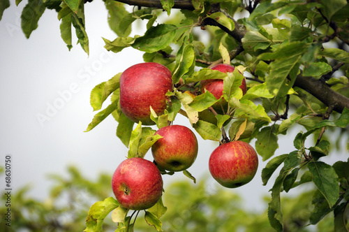Frische Äpfel am Baum