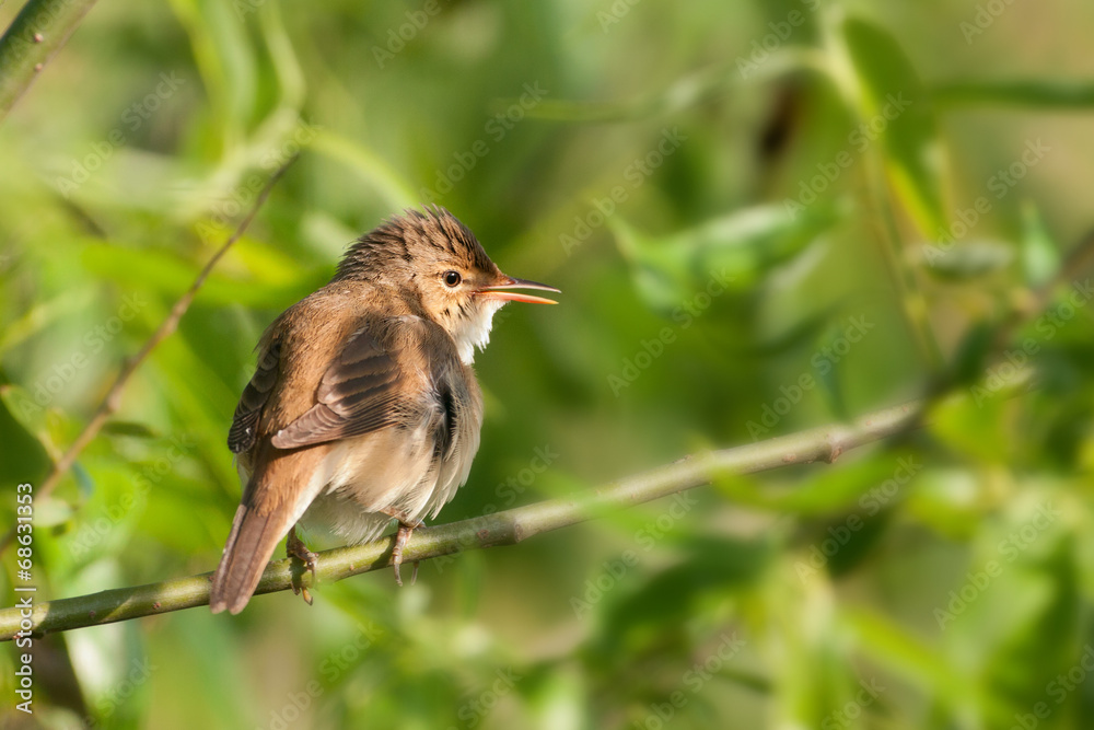 Fototapeta premium Teichrohrsänger