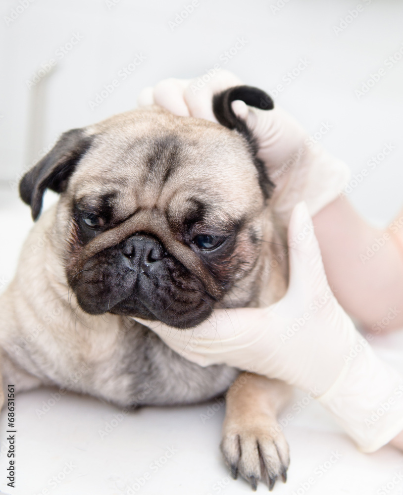closeup pug dog having a check-up in his ear by a veterinarian