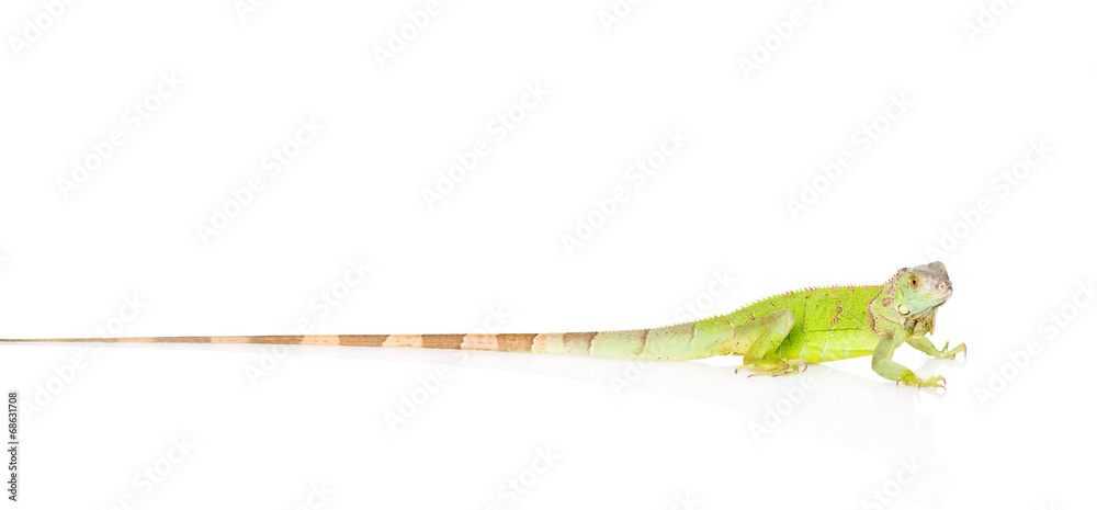 Naklejka premium green iguana with a long tail in profile . isolated on white bac