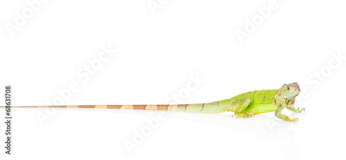 green iguana with a long tail in profile . isolated on white bac