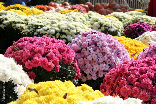 sea of colorful fall mums for sale at a market photo