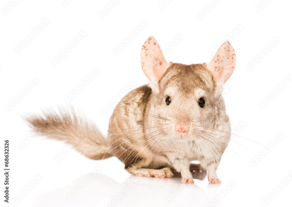 Fototapeta premium chinchilla in front looking at camera. isolated on white backgro