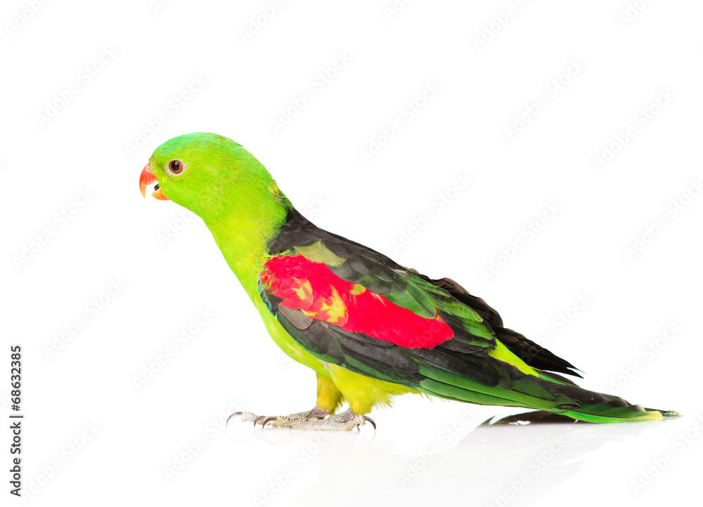 Fototapeta premium Red-Winged Parrot (Aprosmictus erythropterus) in profile . isola