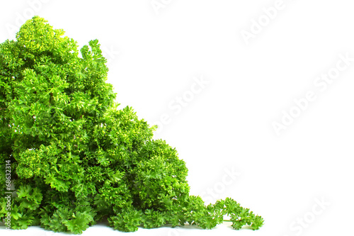 Fresh curly parsley on a white background