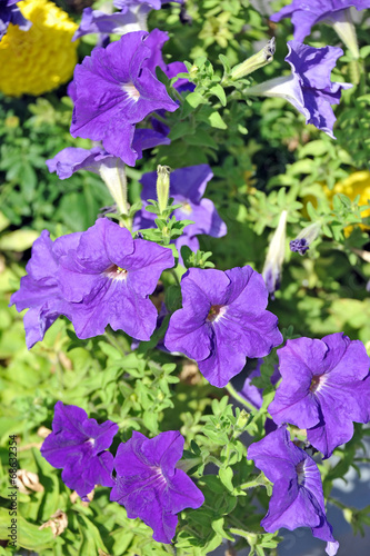 Beautiful flowerbed with many bright purple petunias