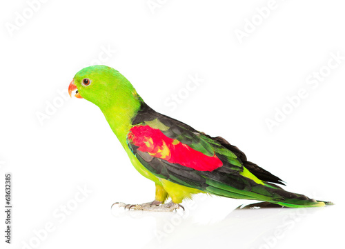 Red-Winged Parrot (Aprosmictus erythropterus) in profile . isola