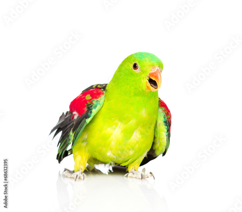 Red-Winged Parrot (Aprosmictus erythropterus) in front . isolate