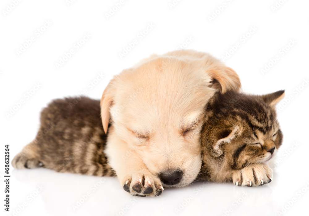 golden retriever puppy dog sleep with british kitten. isolated o golden retriever puppy dog sleep with british kitten. isolated o