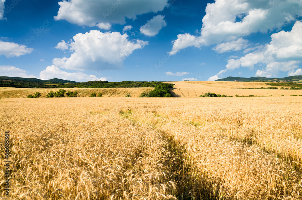 wheat land background wheat land background