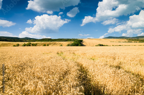 wheat land background