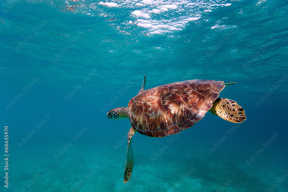 Fototapeta premium Hawksbill sea turtle