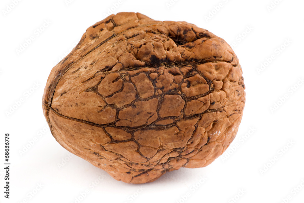 Walnut Walnut