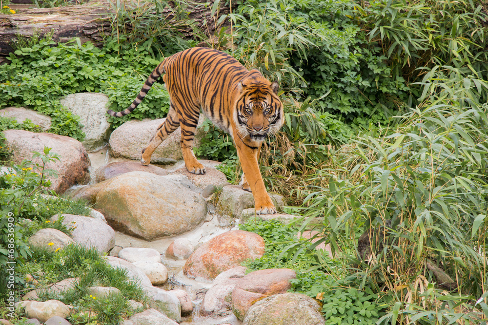 Fototapeta premium Sibirischer Tiger