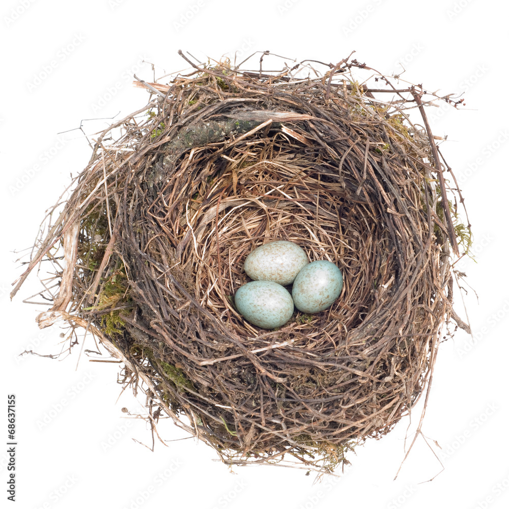 bird's nest with eggs on white background bird's nest with eggs on white background