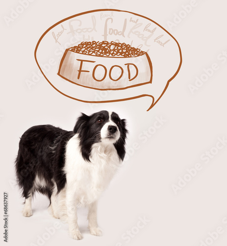 Cute border collie dreaming about food