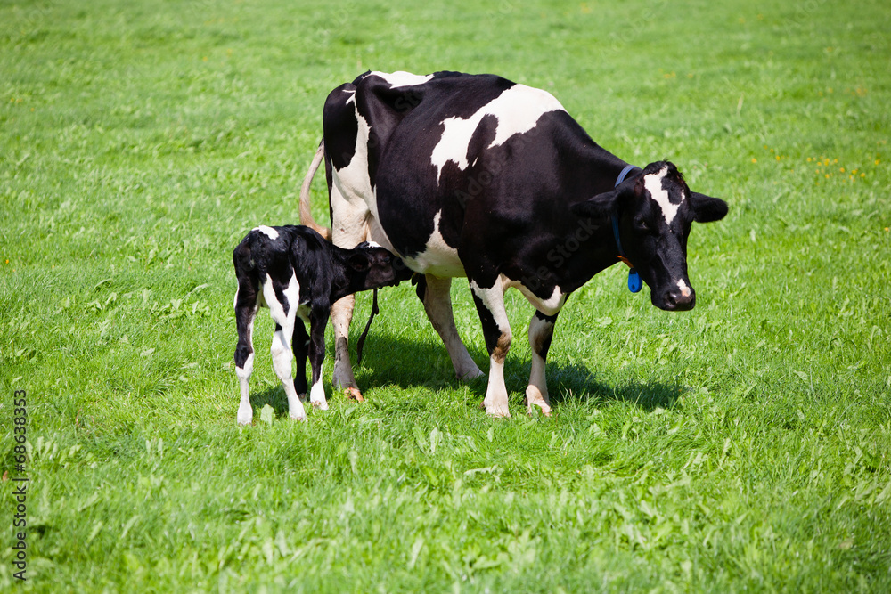 Cow with newborn calf