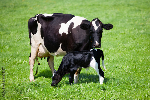 Fotografering Cow with newborn calf