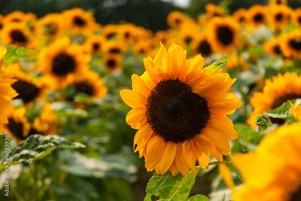 Obraz premium Sonnenblume im Sonnenblumen Feld