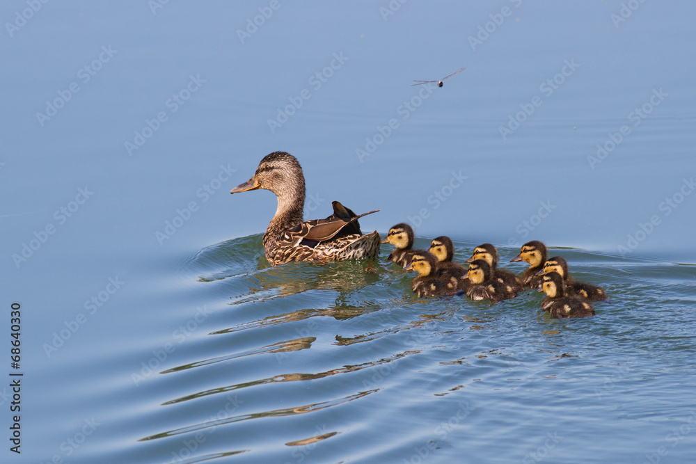 Duck with ducklings