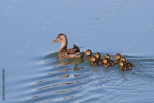 Obraz na płótnie Duck with ducklings w salonie