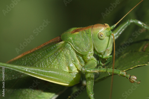 Grasshopper © Vladimir Konjushenko