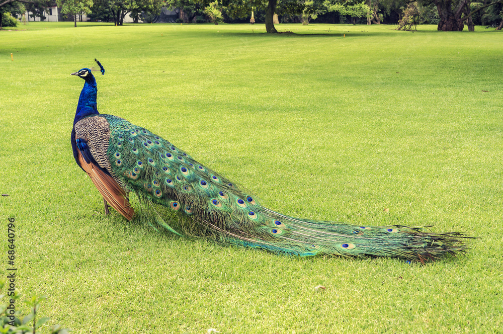 Naklejka premium Peacock