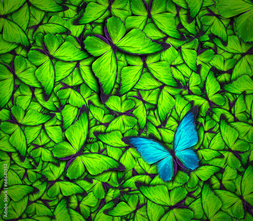 beautiful butterfly background beautiful butterfly background