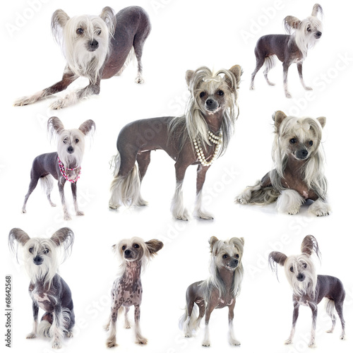 Tableau sur toile Chinese Crested Dog