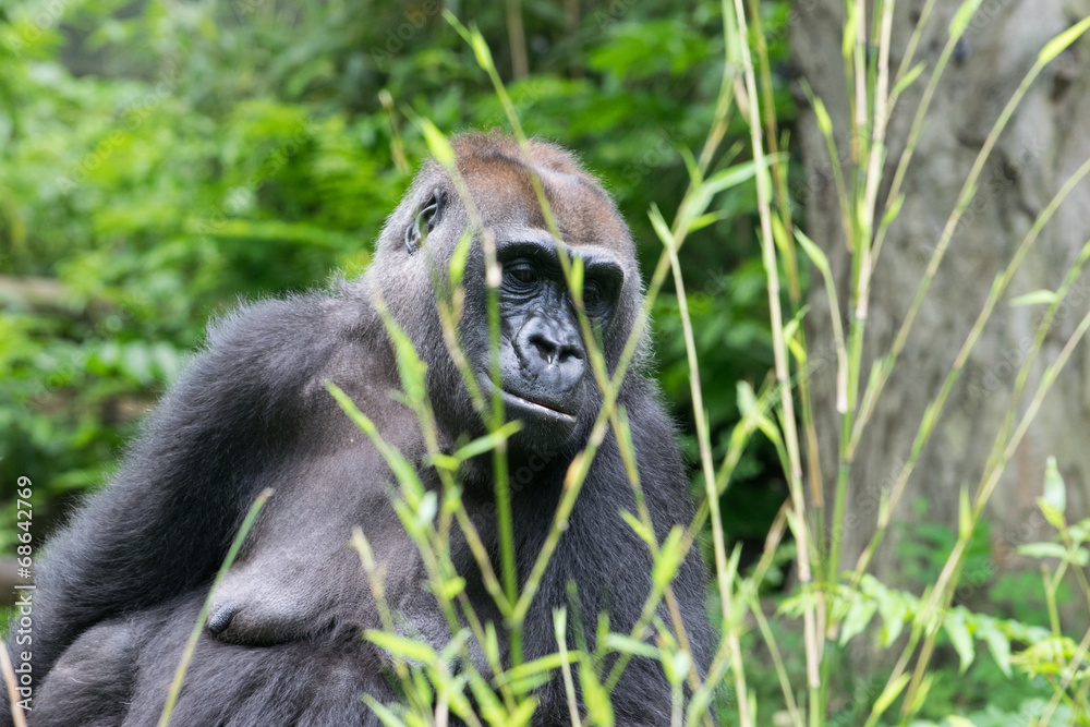 sad gorilla sad gorilla