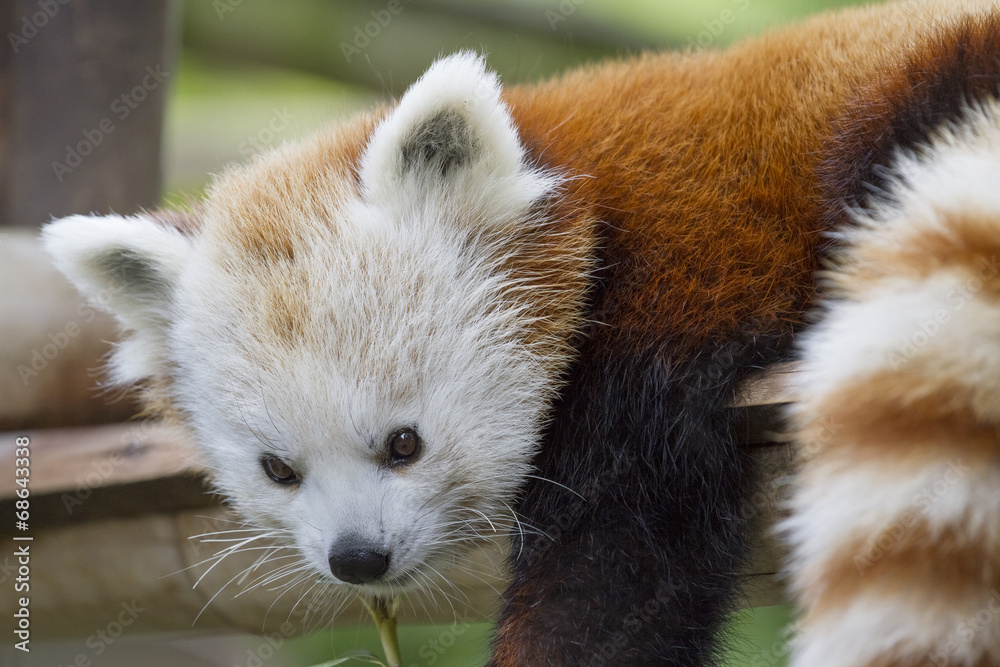 Obraz premium Panda roux