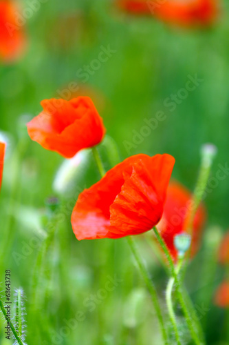 Poppy flowers, outdoors