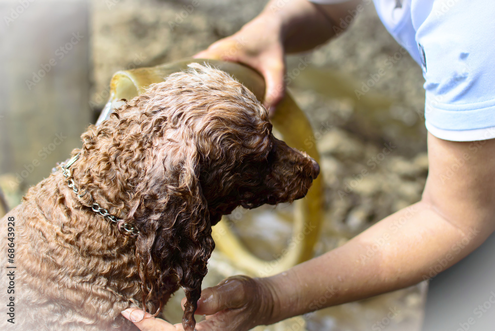 A dog taking a shower