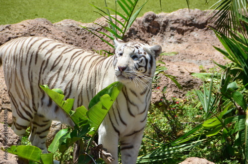 Weißer Tiger photo