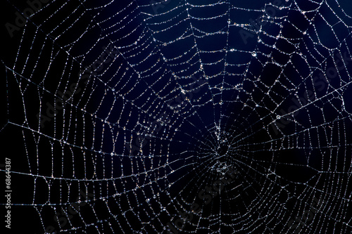spiderweb with dew droplets © natros