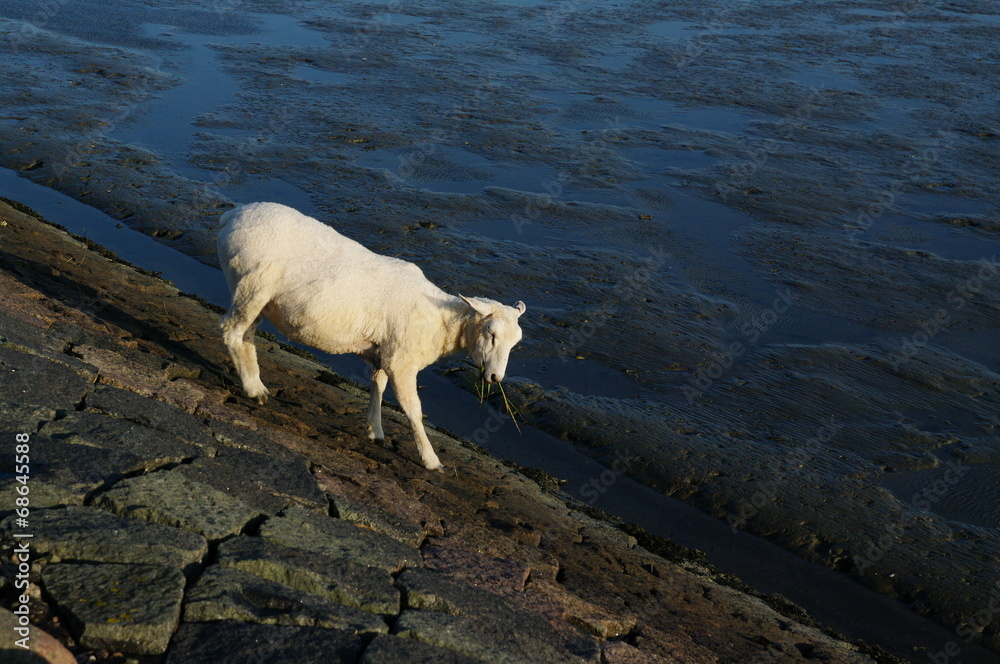 Obraz premium Deichschaf in Husum 1