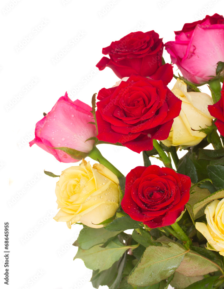 bouquet of fresh multicolored roses bouquet of fresh multicolored roses